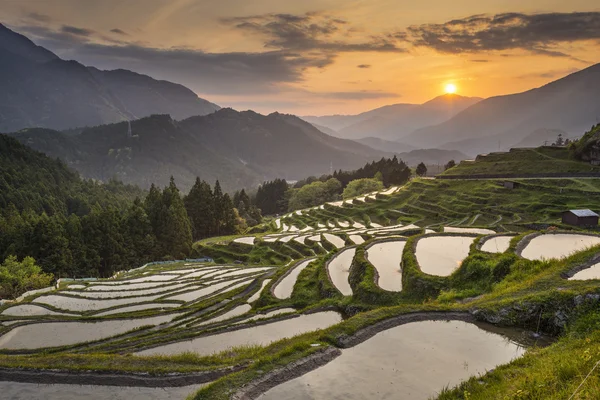 Rice Terraces — Stock Photo, Image