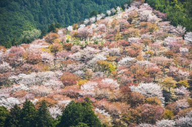 Yoshinoyama Japonya