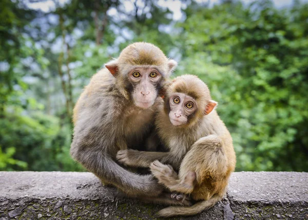 Macacos en China — Foto de Stock