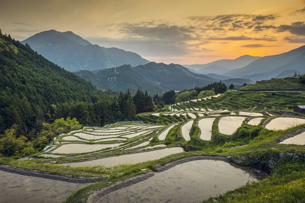 Terraços de arroz — Fotografia de Stock