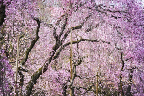 Alberi di ciliegio — Foto Stock