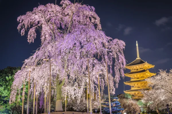 Chcete-li ji Pagoda na jaře — Stock fotografie