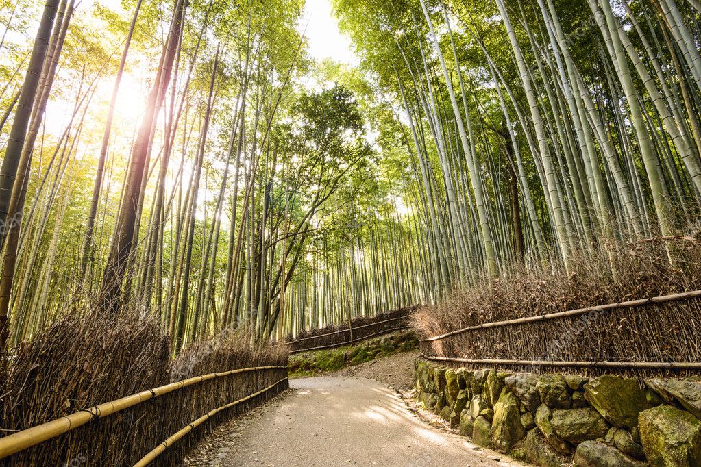 Bamboo Forest — Stock Photo © sepavone 49547987