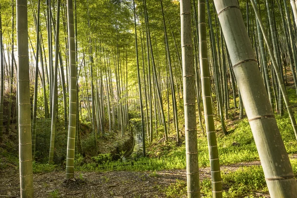 Foresta di bambù — Foto Stock