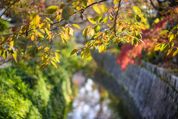 Filozoficzny ścieżka w kyoto, Japonia — Zdjęcie stockowe