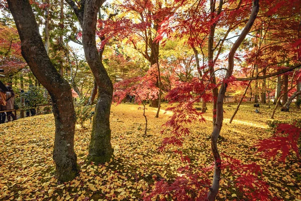 Feuillage d'automne à Kyoto — Photo