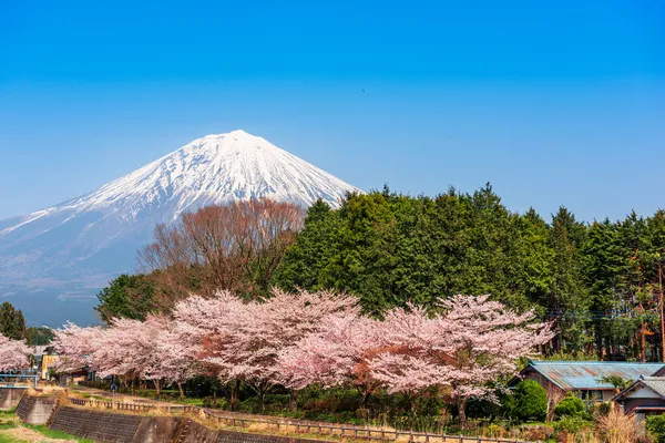 Fuji Sett Utifrån Landsbygden Shizuoka Prefektur Vårsäsongen Med Körsbärsblommor — Stockfoto