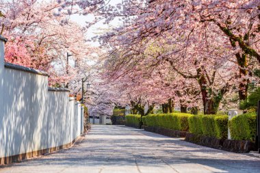 Shizuoka, Japonya 'nın eski caddelerinde bahar mevsiminde kiraz çiçekleri açılır..