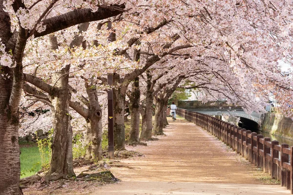 Himeji Japón Pasarela Del Parque Primavera Con Flores Cerezo — Foto de Stock