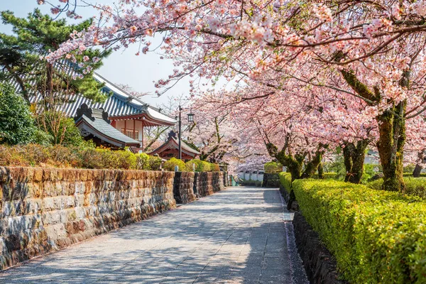 Shizuoka Japón Calles Ciudad Vieja Con Flores Cerezo Temporada Primavera — Foto de Stock