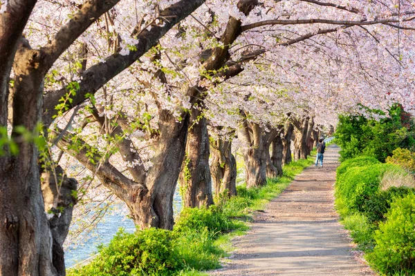 Urui Nehri Shizuoka Japonya Bahar Mevsiminde Kiraz Ağaçlarıyla Dolu — Stok fotoğraf