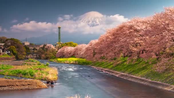 Fuji Japan Våren Landskapet Och Floden Med Körsbärsblommor — Stockvideo