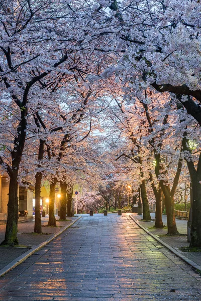 Gion Shirakawa Kyoto Japão Durante Temporada Flores Cerejeira Crepúsculo — Fotografia de Stock