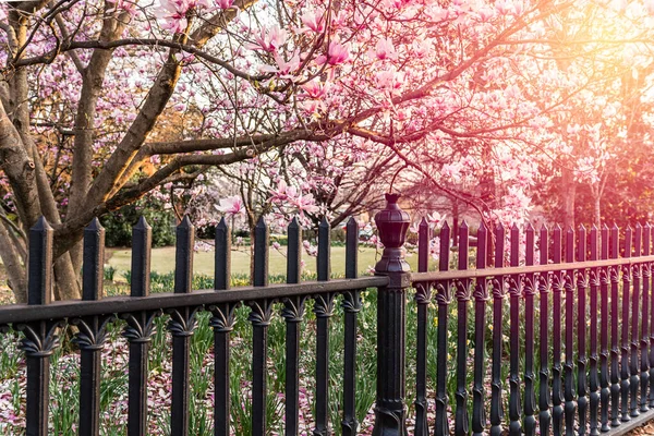 Cerca Castiron Saucer Magnolias Entardecer Temporada Primavera — Fotografia de Stock