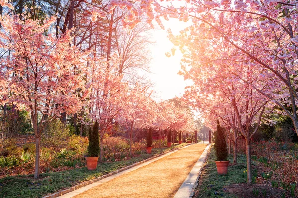 Třešňové Květy Zahrada Jarním Období — Stock fotografie