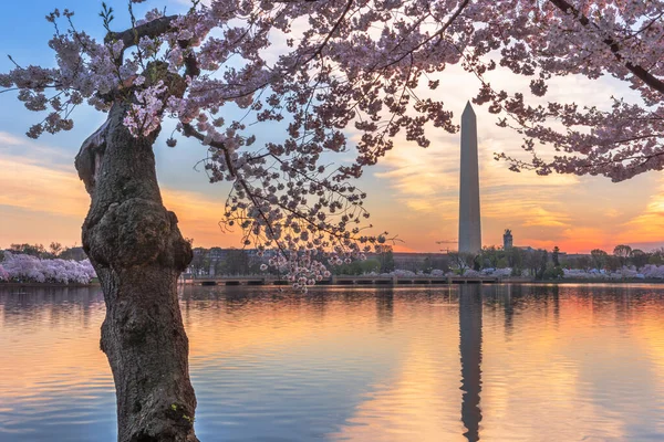 워싱턴 봄철에 워싱턴 기념비와 조수의 분지에 — 스톡 사진
