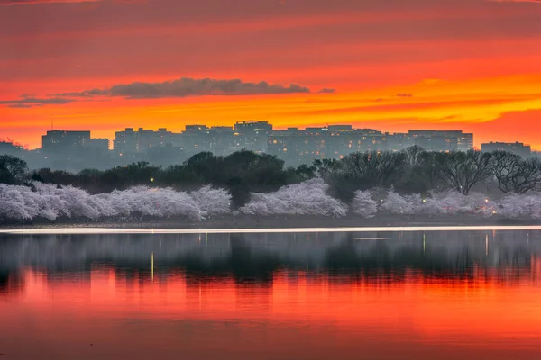 Widok Rosslyn Arlington Wirginia Usa Basenu Pływowego Waszyngtonie Zmierzchu Sezonie — Zdjęcie stockowe