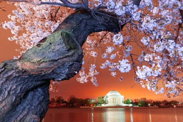 Вашингтон Округ Колумбія Меморіалі Джефферсона Весною Вночі — стокове фото