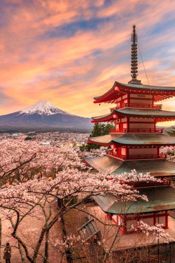 Mt. Fuji ve pagoda Japonya 'nın Fujiyoshida şehrinde bahar mevsiminde kiraz çiçekleriyle görüldü..