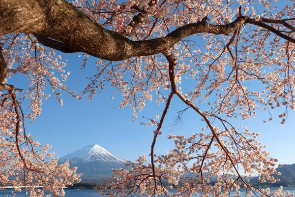 Гора Фудзи Сцена Японского Озера Кавагути Весеннем Сезоне Вишневым Басом — стоковое фото