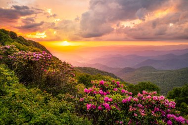 Great Craggy Dağları Kuzey Carolina 'da Blue Ridge Parkway boyunca Catawba Rhododendron ile bahar mevsimi günbatımında.