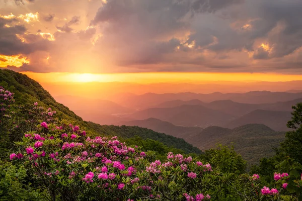 Great Craggy Dağları Kuzey Carolina 'da Blue Ridge Parkway boyunca Catawba Rhododendron ile bahar mevsimi günbatımında.