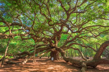 Angel Oak Park, Charleston, Güney Carolina, ABD.