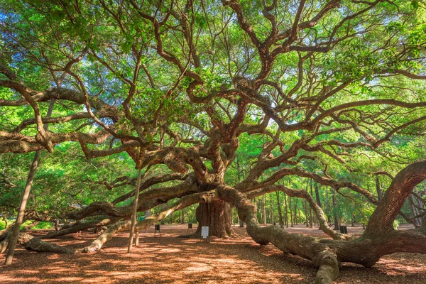 Angel Oak Park, Charleston, South Carolina, USA.
