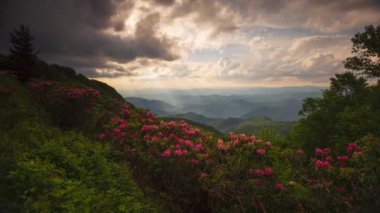Great Craggy Dağları Kuzey Carolina 'da Blue Ridge Parkway boyunca Catawba Rhododendron ile bahar mevsimi günbatımında.