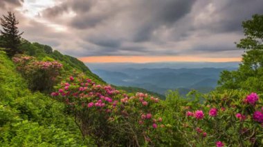 Great Craggy Dağları Kuzey Carolina 'da Blue Ridge Parkway boyunca Catawba Rhododendron ile bahar mevsimi günbatımında.