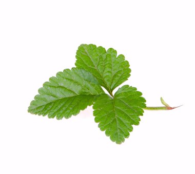 beyaz zemin üzerine çilek yaprağı