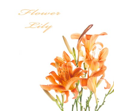 bir beyaz lilyum buketi