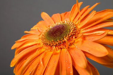 gerbera yaprakları üzerinde Su damlacıkları ile