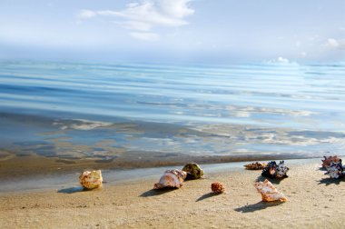 cockleshells karaya deniz yalan