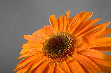 gerbera yaprakları üzerinde Su damlacıkları ile