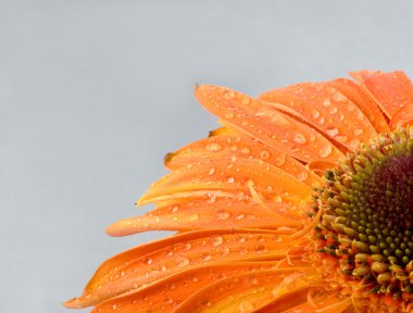 arka plan sarı çiçek