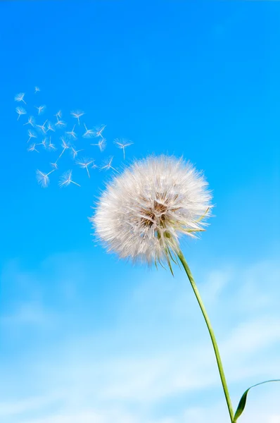 Semena deštníky létat s Pampeliška na pozadí modré — Stock fotografie