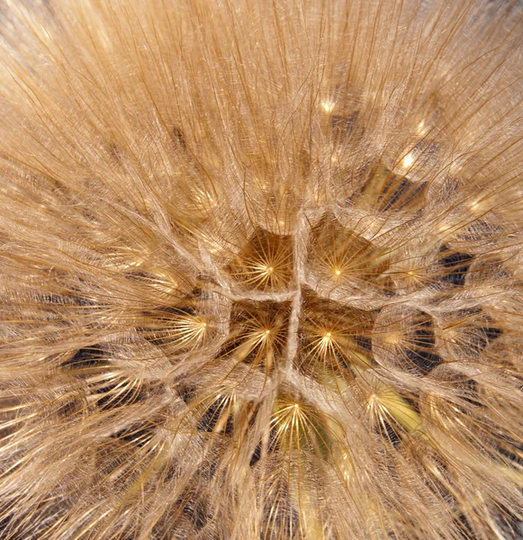 Kara hindiba tohumu closeup