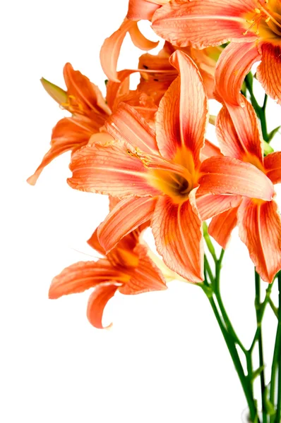 Bouquet of flower Lily on a white background — Stock Photo, Image