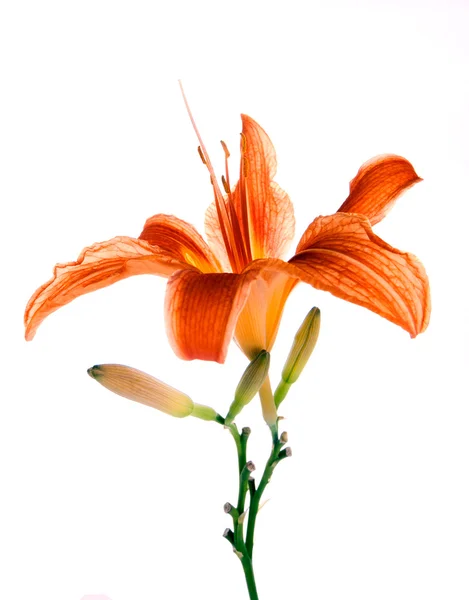 Flower of a Lily on a white background — Stock Photo, Image