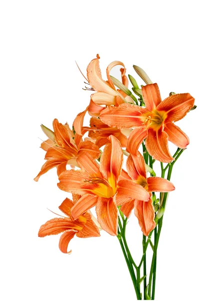 Bouquet of lilies — Stock Photo, Image