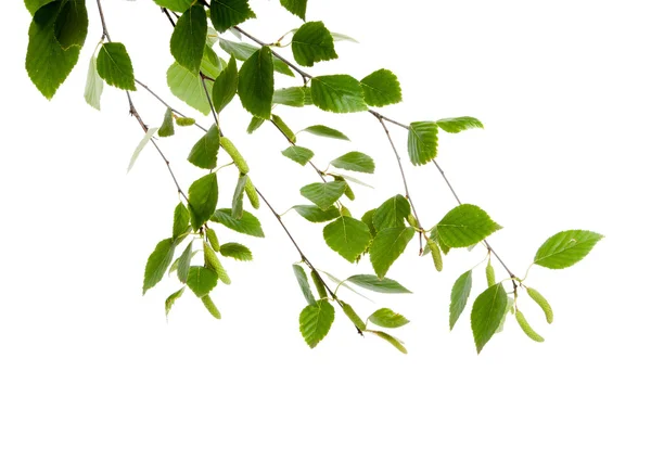 Junger Birkenzweig mit Knospen und Blättern isoliert — Stockfoto