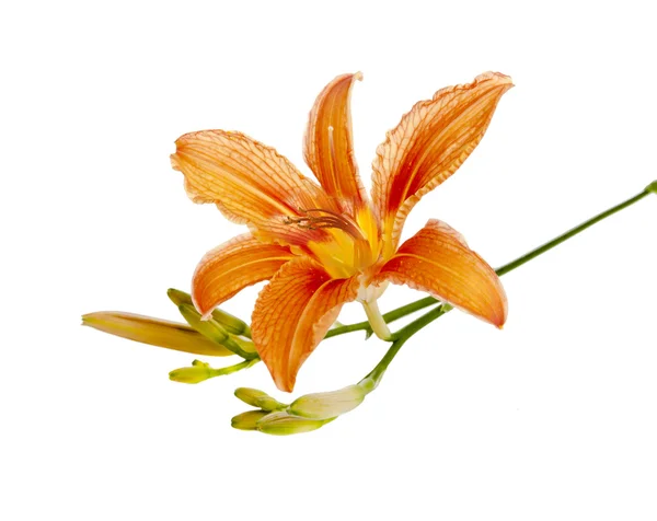 Flower of a Lily — Stock Photo, Image