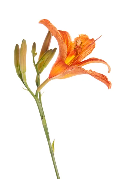 Květ lilie s pupeny vzpřímeně na bílém pozadí — Stock fotografie