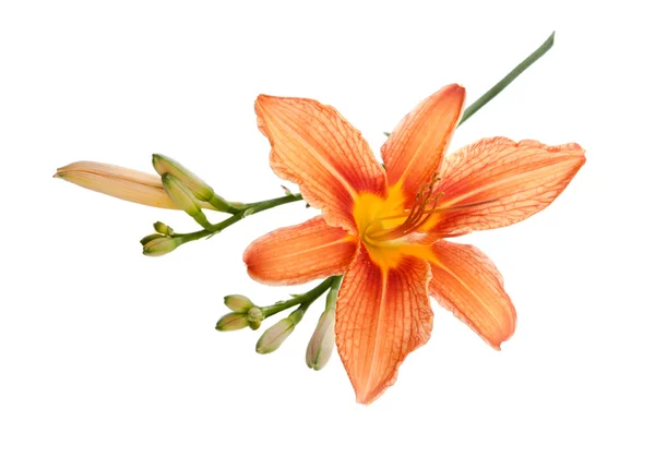 One flower of lily with a bud lies on a white background — Stock Photo, Image