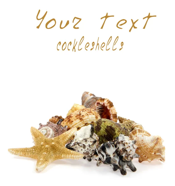 Cockleshells and starfish on a white background — Stock Photo, Image