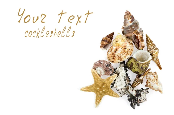 Cockleshells and starfish on a white background — Stock Photo, Image