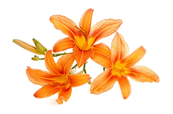 Three flowers of lily lie zoom on a white background — Stock Photo, Image