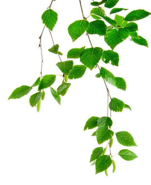 Υποκατάστημα του σημύδες με νεαρά φύλλα και μπουμπούκια — Φωτογραφία Αρχείου