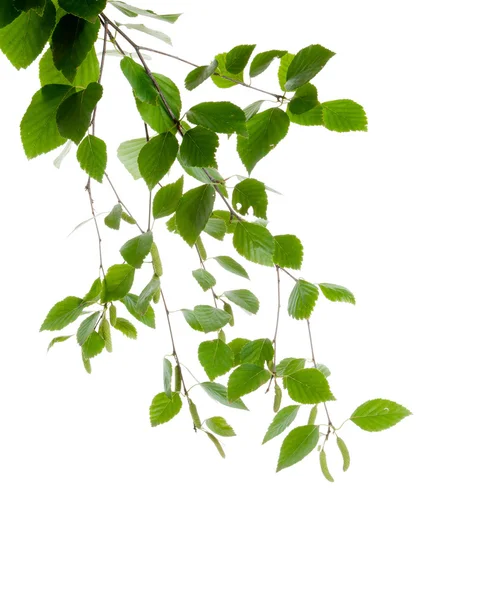 Młoda gałąź brzozy z pąków i liści na białym tle — Zdjęcie stockowe